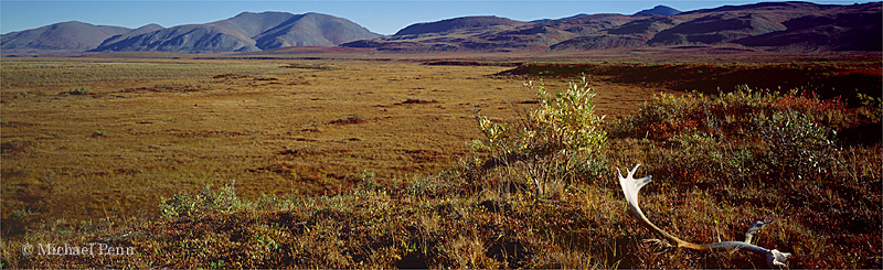 Caribou antler on tundra