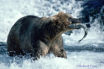 Brown Bear