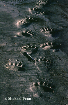 Bear Tracks