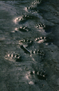 Bear Tracks