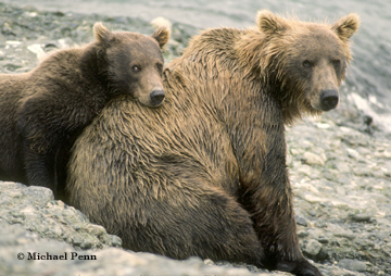 Sow with cub