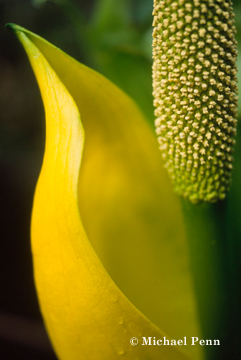 Skunk Cabbage