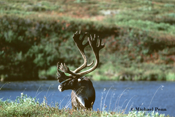 Caribou