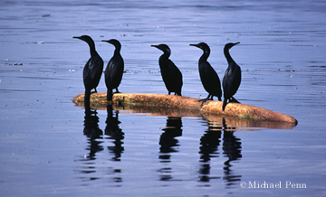 Cormorants