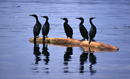 Cormorants