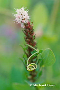 Curly Pea