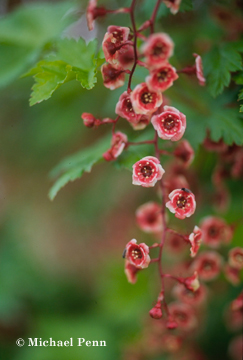 Currants