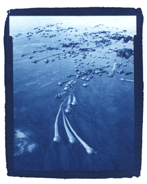 Kelp
