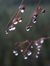 Rose Hips