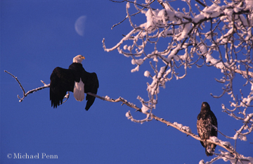 Bald Eagles