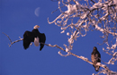 Bald Eagles