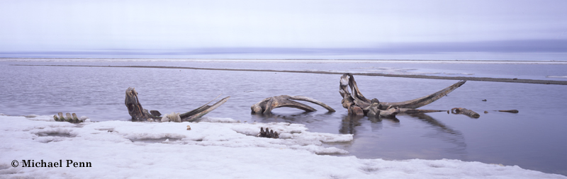 Bowhead Whale graveyard