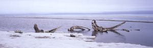 Bowhead Whale Grave