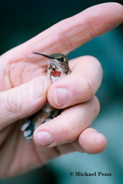 Hummingbird