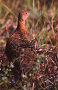 Ptarmigan