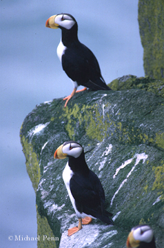 Puffins