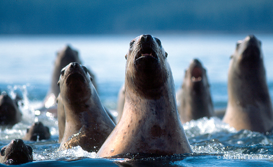 Stellar Sea Lions