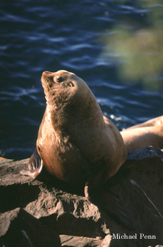 Bull Sea Lion