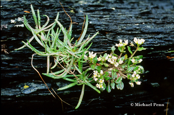 Plants in slate