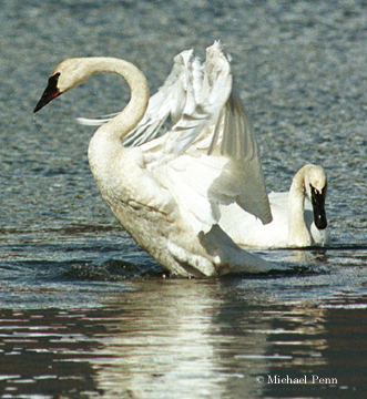 Trumpeter Swans