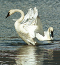 Swans