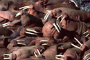 Walruses