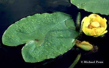 Water Lily