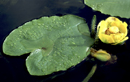 Water Lilies