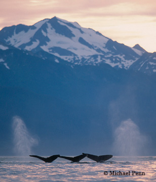 Whales Sounding