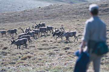 Caribou Herd